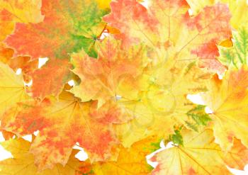 Background, wallpaper-perfect autumn leaf over white. Isolated