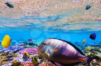 Coral and fish in the Red Sea. Egypt, Africa