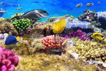 Coral and fish in the Red Sea.Egypt