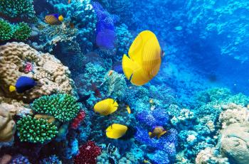 Coral and fish in the Red Sea. Egypt, Africa