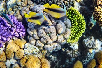 Coral and fish in the Red Sea.Egypt