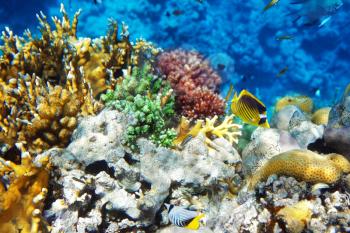 Coral in the Red Sea.Masked and diagonal butterfly.Egypt