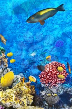 Coral and fish in the Red Sea. Egypt, Africa