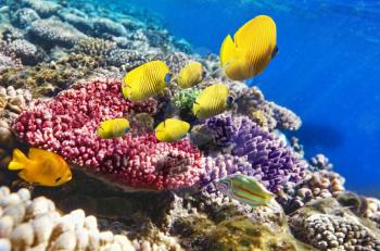 Coral and fish in the Red Sea. Egypt, Africa