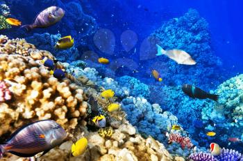 Coral and fish in the Red Sea. Egypt, Africa