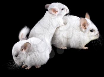 Family  of white ebonite chinchilla on black background.