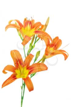 Tiger(striped) lilies on white background. Isolated.