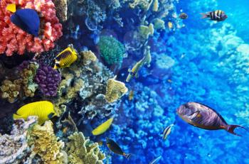 Coral and fish in the Red Sea.Egypt