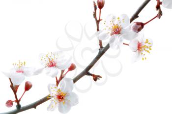 Branch with blossoms. Isolated on white background