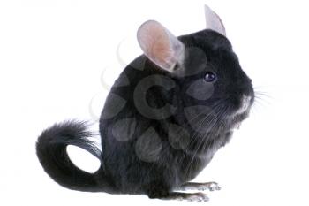 Black ebonite chinchilla on white background. Isolataed