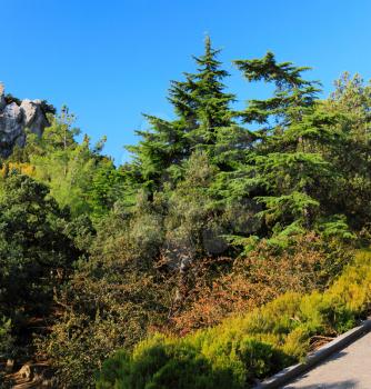  South part of Crimea peninsula, beach   landscape. Pine.