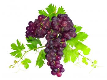 Branch of black grapes with green leaf. Isolated over white