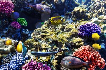 Coral and fish in the Red Sea. Egypt, Africa