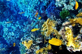 Coral and fish in the Red Sea.Masked butterfly.Egypt