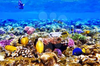 Coral and fish in the Red Sea. Egypt, Africa