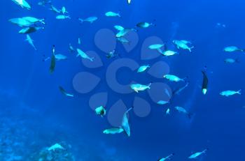 Coral and fish in the Red Sea. Egypt, Africa