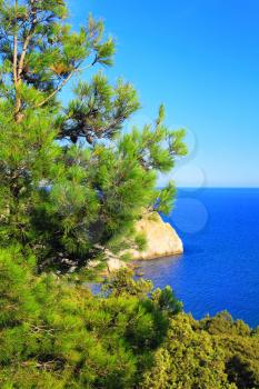  South part of Crimea peninsula, Mediterranean  Pine.