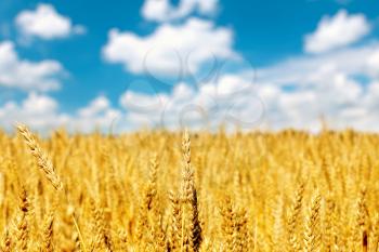 Field of golden rye close-up.