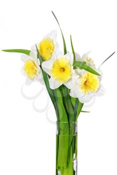 Beautiful spring flowers in vase: yellow-white narcissus (Daffodil). Isolated over white. 