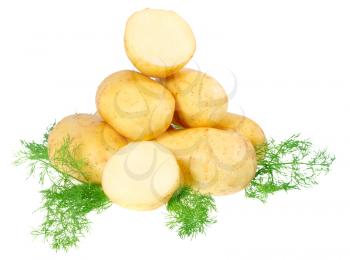 Young potatoes, decorating of dill . Isolated over white