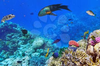 Coral and fish in the Red Sea.Egypt