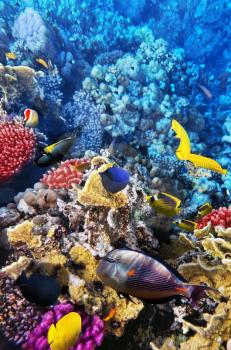 Coral and fish in the Red Sea. Egypt, Africa