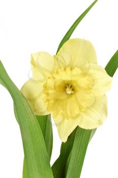 
Beautiful spring single flower: yellow narcissus (Daffodil). Isolated over white. 
