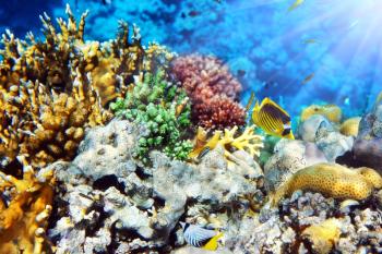 Coral in the Red Sea.Masked and diagonal butterfly.Egypt