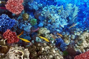 Coral and fish in the Red Sea. Egypt, Africa