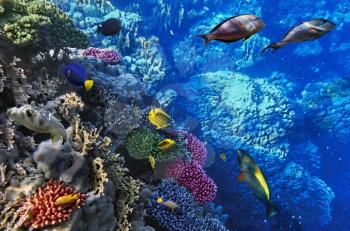 Coral and fish in the Red Sea.Egypt