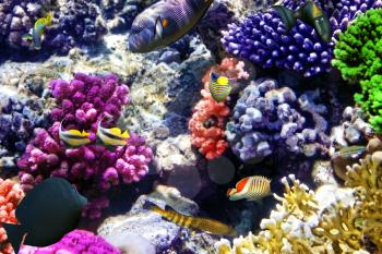 Coral and fish in the Red Sea. Egypt, Africa