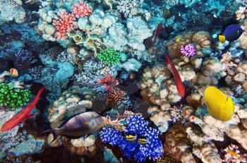 Coral and fish in the Red Sea. Egypt, Africa