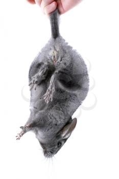 Gray ebonite chinchilla on white background. Isolataed