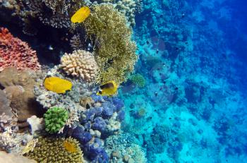 Coral in the Red Sea.Masked and diagonal butterfly.Egypt