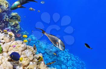 Coral and fish in the Red Sea.Egypt