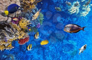 Coral and fish in the Red Sea.Egypt