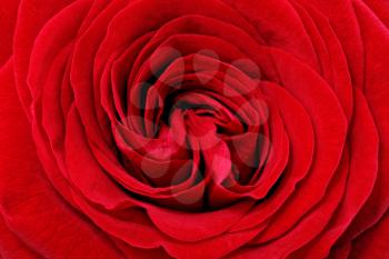 Beautiful red  rose flower. Closeup.