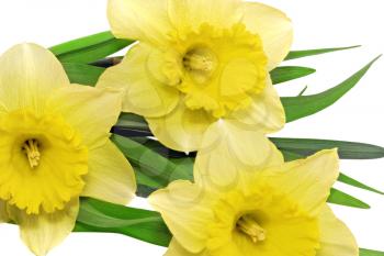 Beautiful spring three  flowers : yellow narcissus (Daffodil). Isolated over white. 