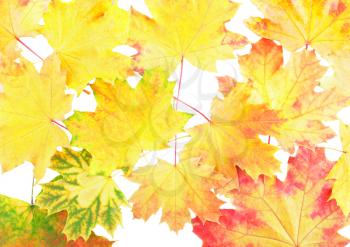 Background, wallpaper-perfect autumn leaf over white. Isolated