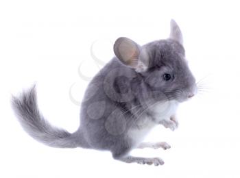 Gray ebonite chinchilla on white background. Isolataed