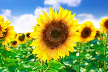 Beautiful sunflowers in the field with bright blue sky.