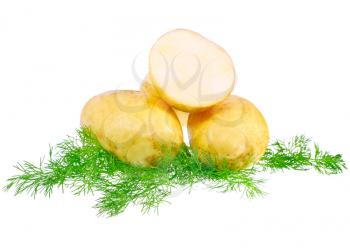 Young potatoes, decorating of dill . Isolated over white