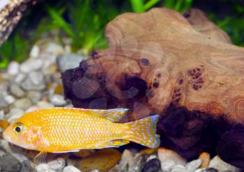 Aquarium Fish dwarf Cichlid-Aulonocara(Aulonocara sp. Orchidea Red)