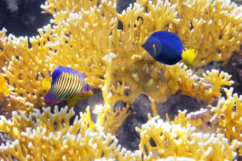 Coral Cnidarians,Angel-fish and Zebrasoma