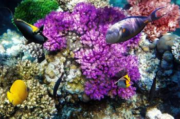 Coral and fish in the Red Sea. Egypt, Africa