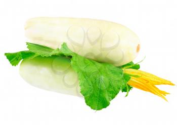 White vegetable  marrow with green foliage and yellow blossom on white background. Isolated over white