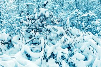 The snow-covered forest.