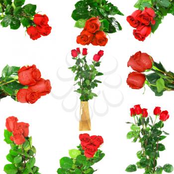 Beautiful collage of red roses  isolated on white background.