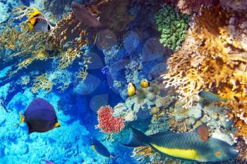 Coral and fish in the Red Sea.Egypt