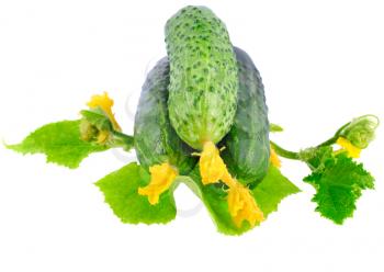 Fresh  cucumbers on  with green leaf and yellow blossom cluster. Isolated over white.